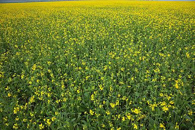 《宝可梦：大集结》新宝可梦“狙击树枭”正式上线