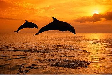 老头环无缝联机作者宣布《黑暗之魂3》版Mod开发中